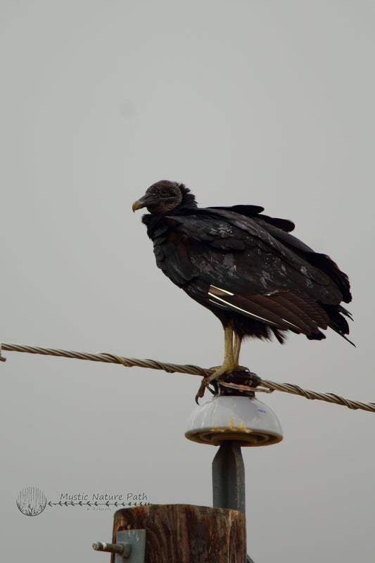 Black Vulture