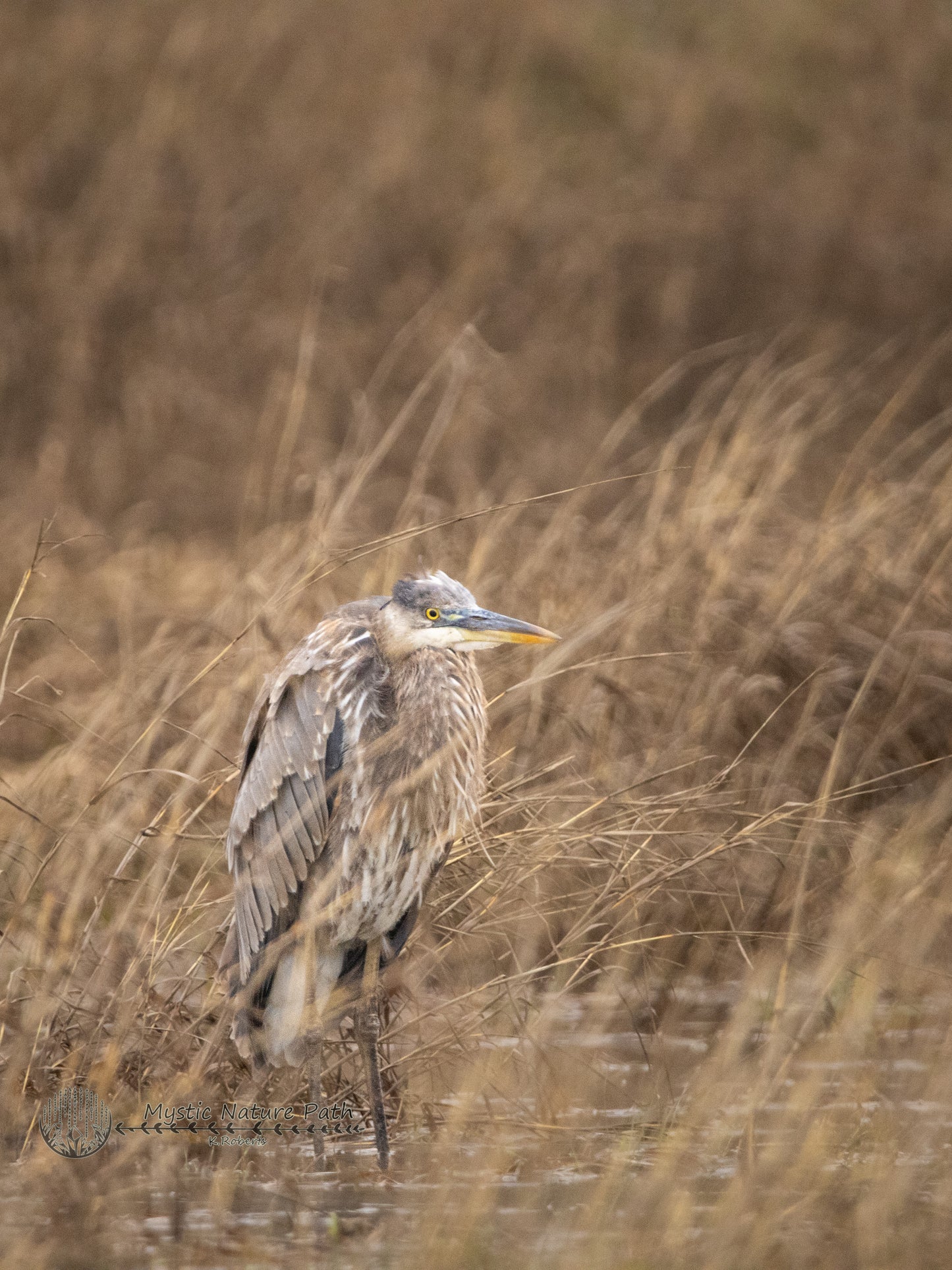 Great Blue Heron