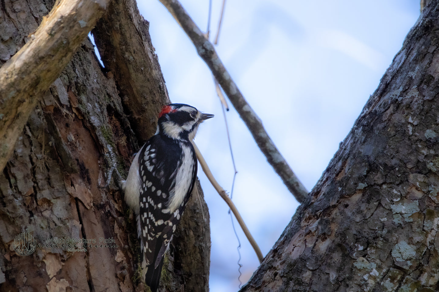 Downy Woodpecker