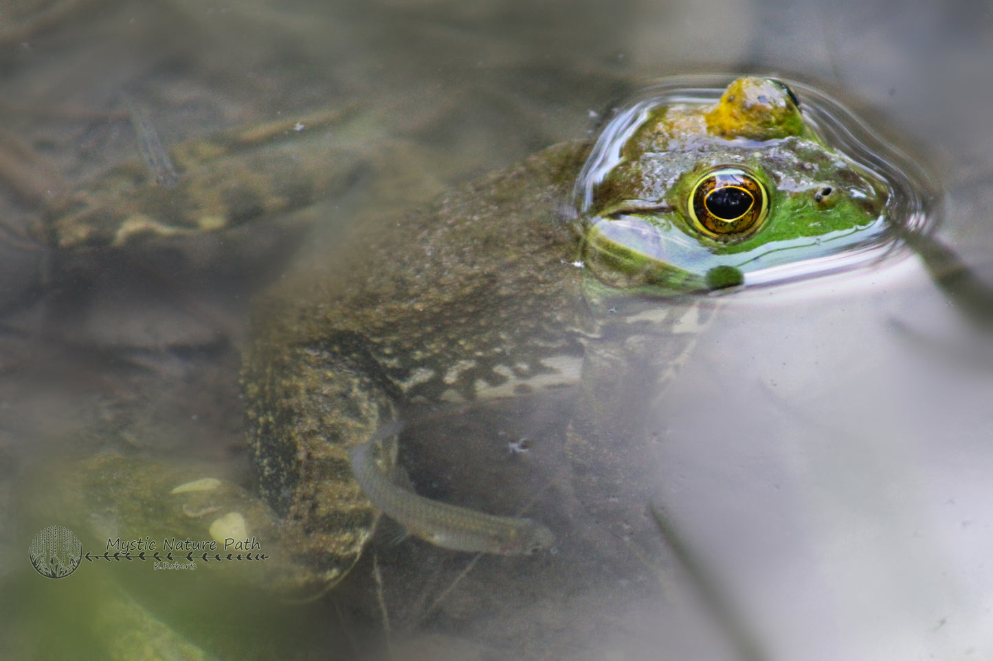 Green Frog