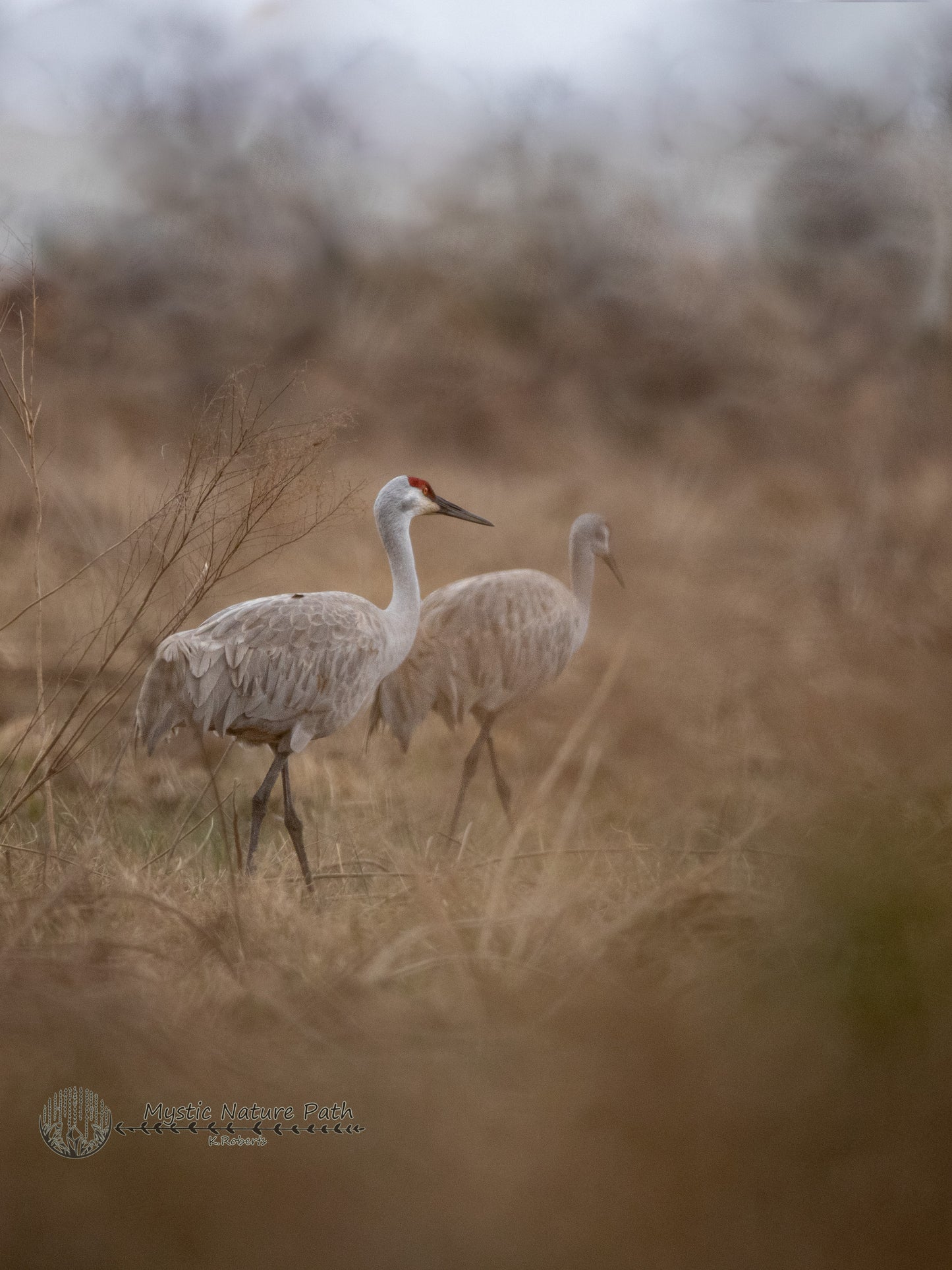 Sandhill Cranes