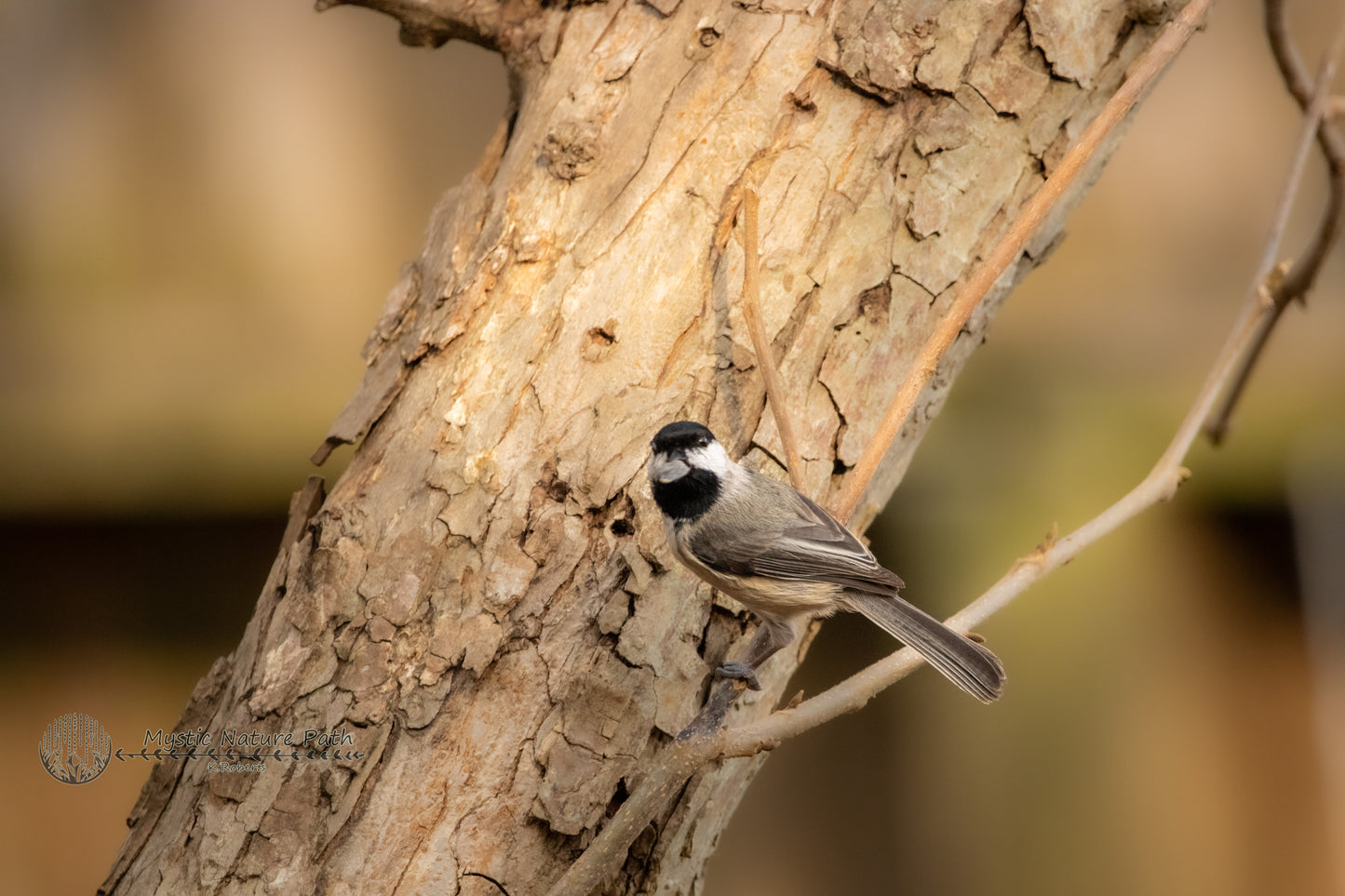 Chickadee