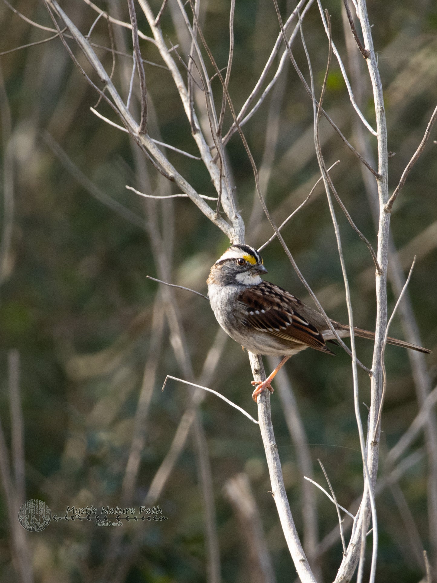 White-Throated Sparrow