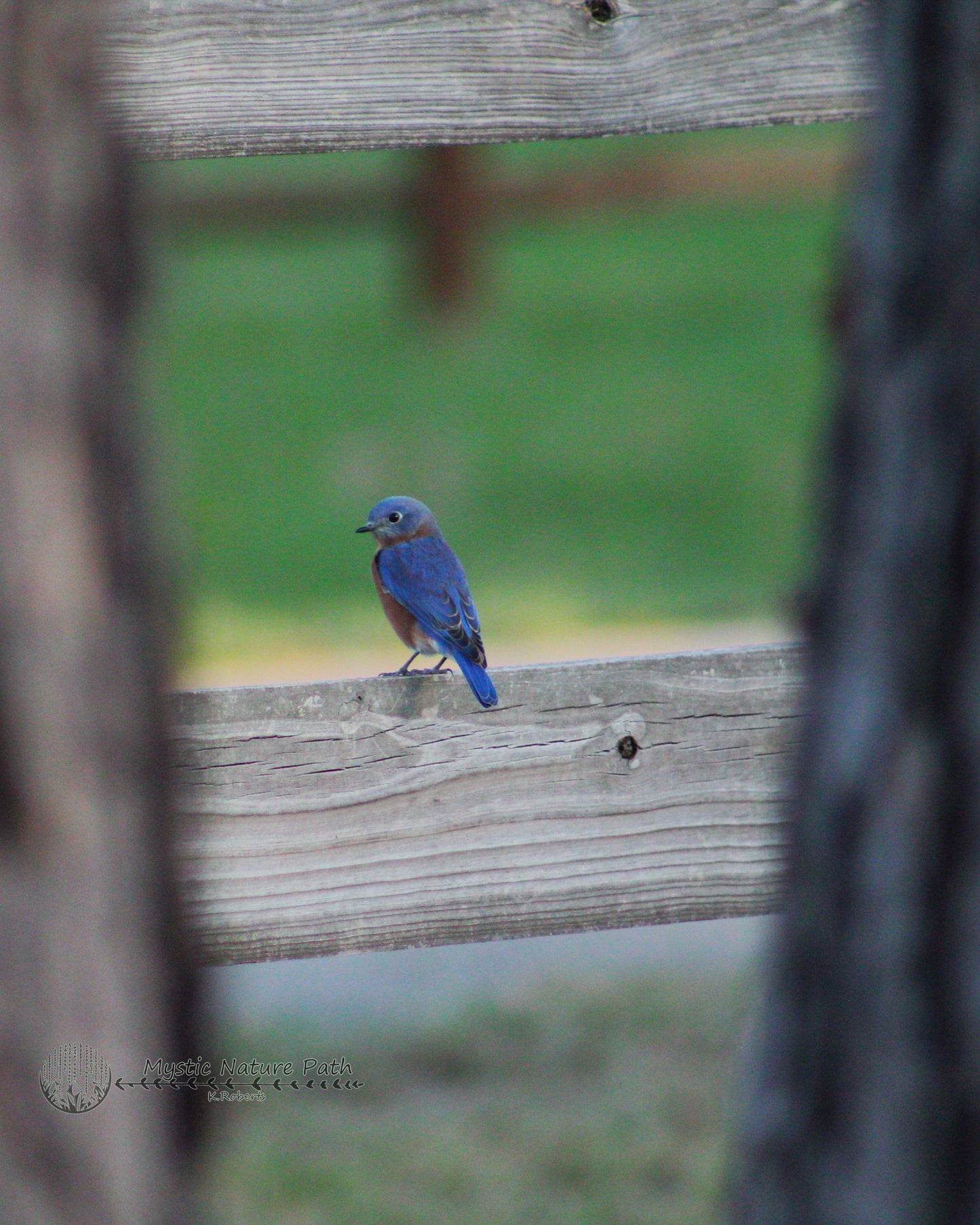 Eastern Bluebird