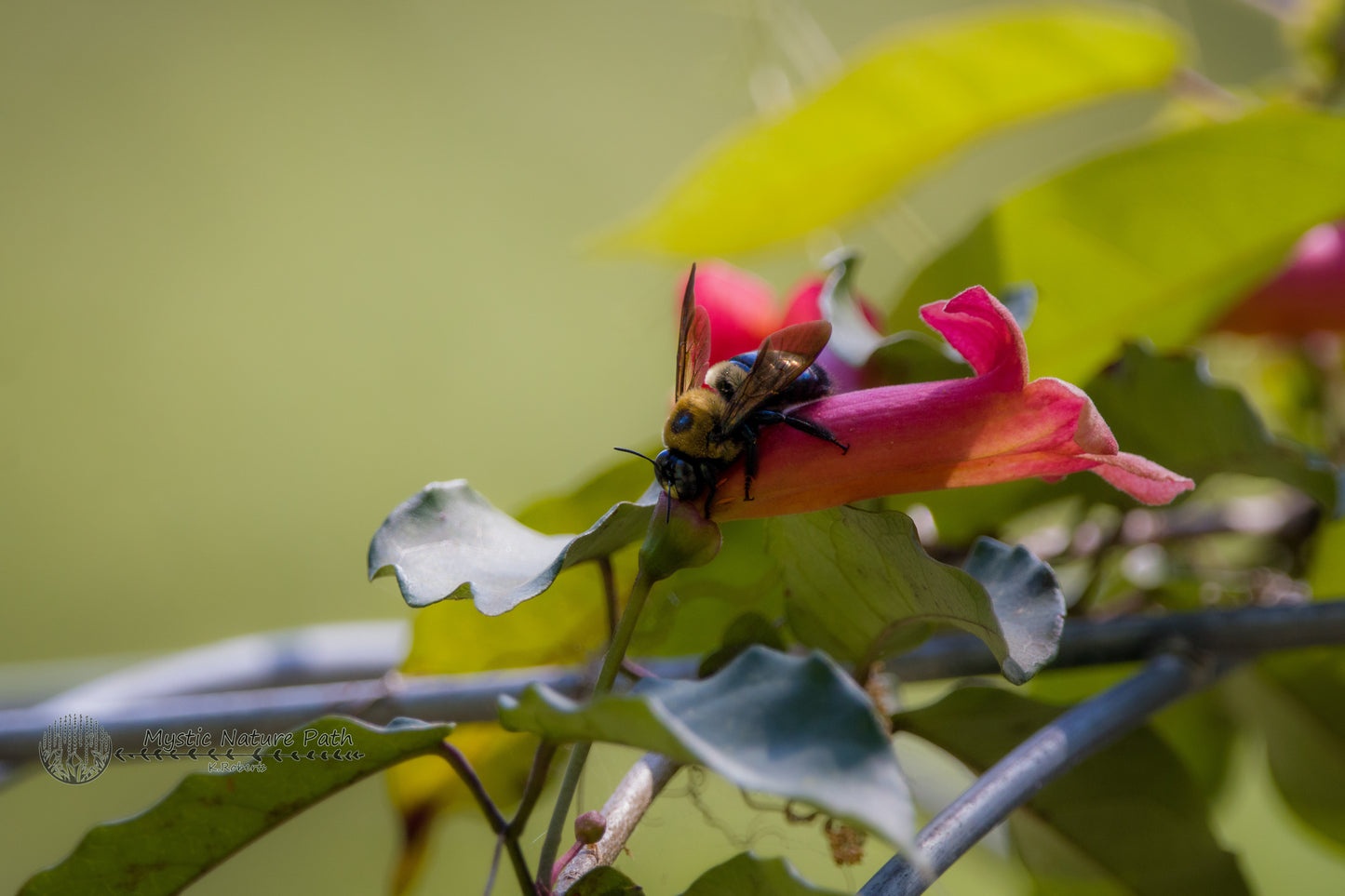 Eastern Carpenter Bee