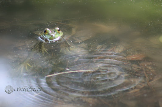 Green Frog