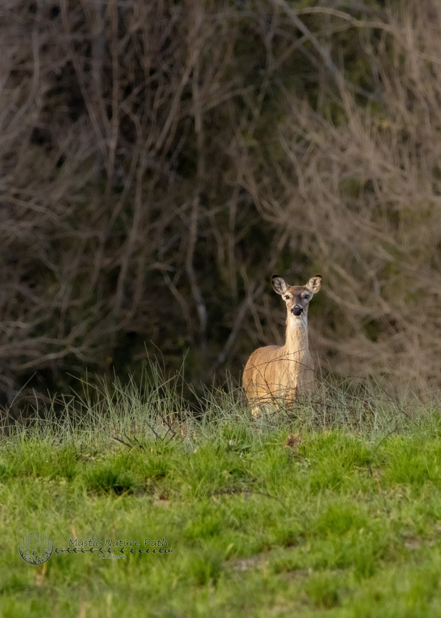 White-Tailed Deer