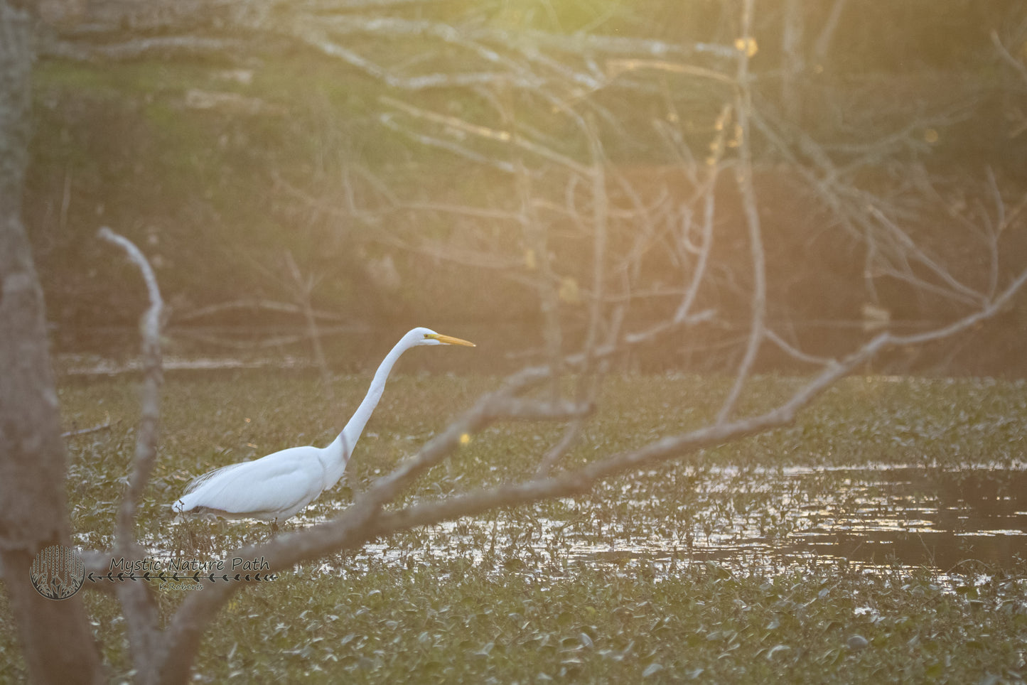 Great Egret