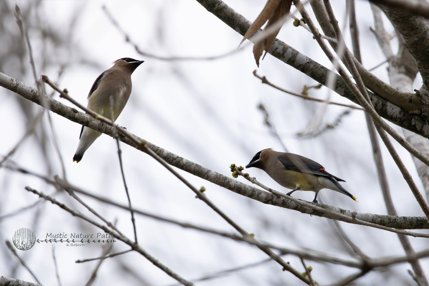 Cedar Waxwing