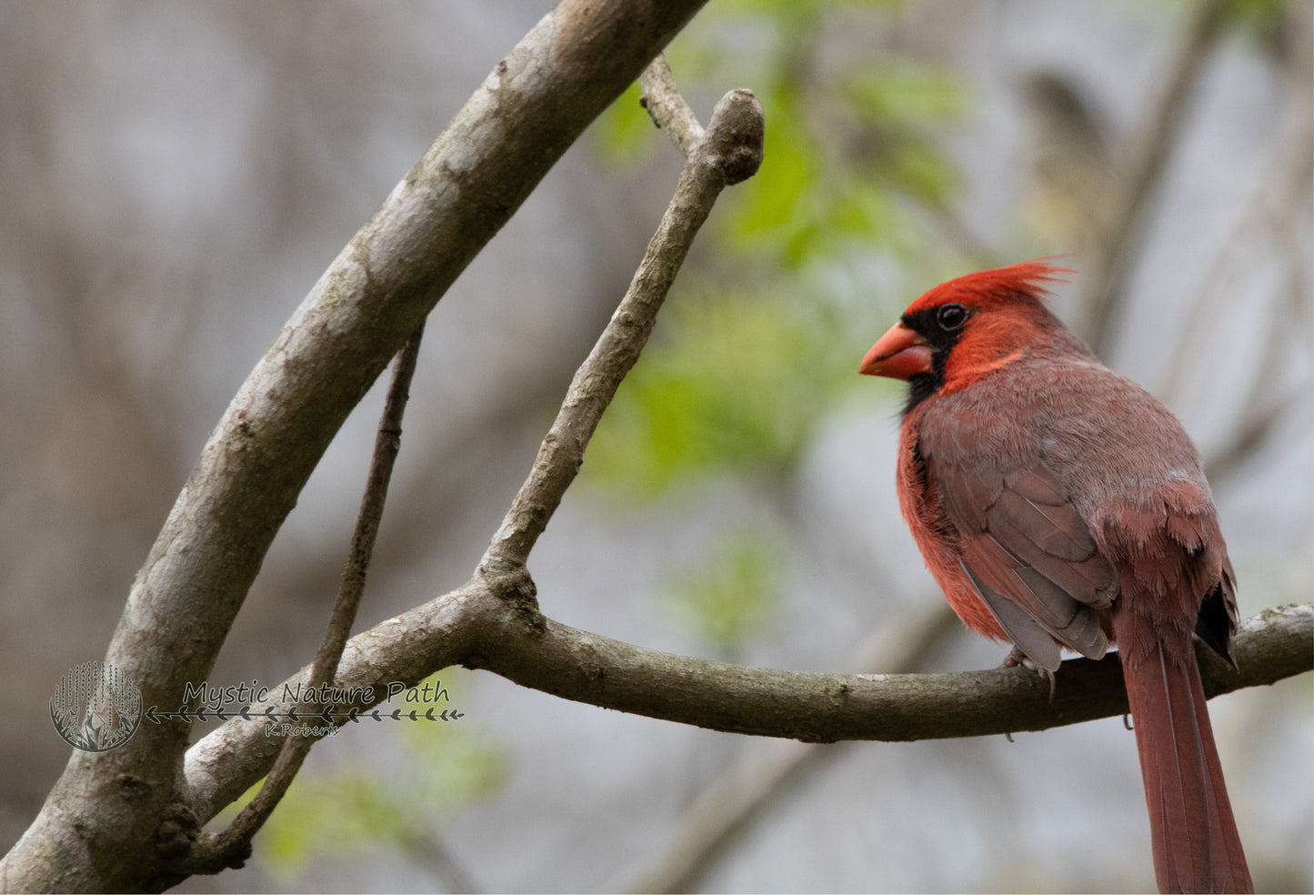 Northern Cardinal