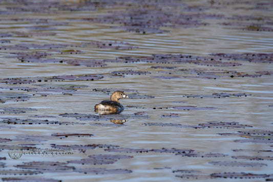 Pied-Billed Grebe