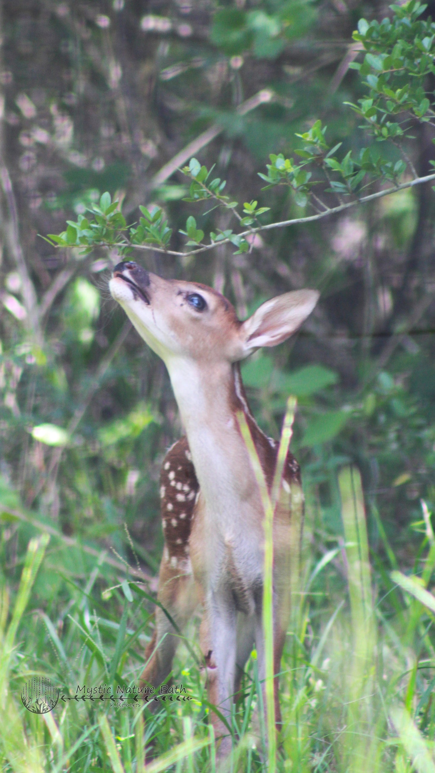 White-Tailed Deer