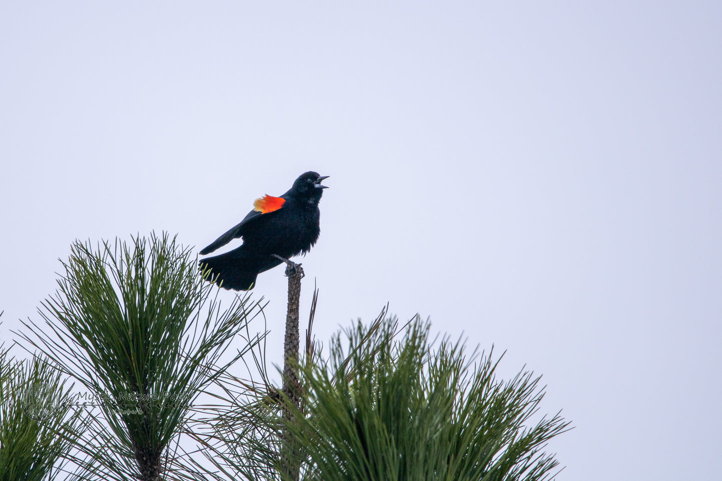 Red-Winged Blackbird