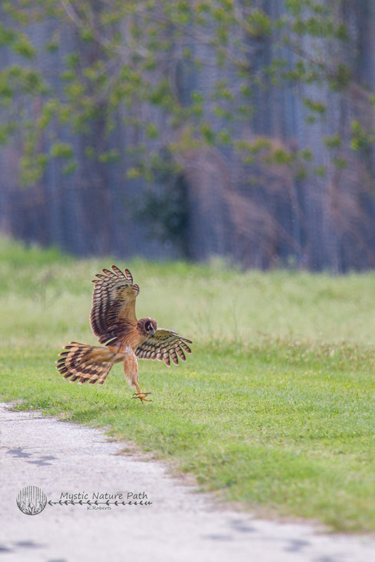 Northern Harrier