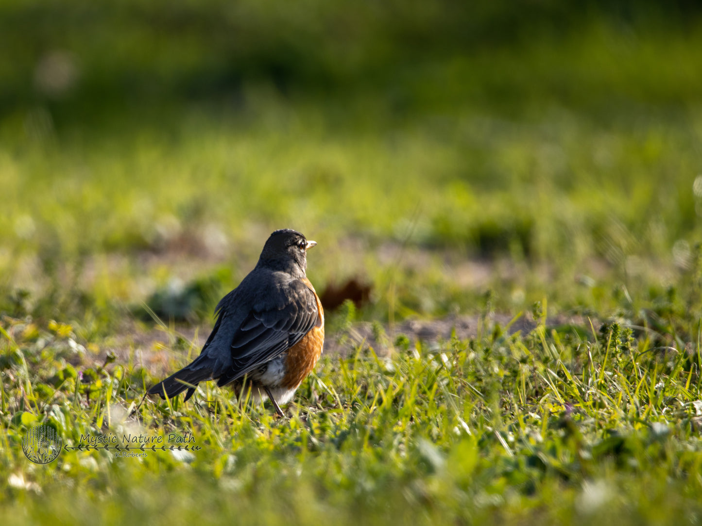 American Robin