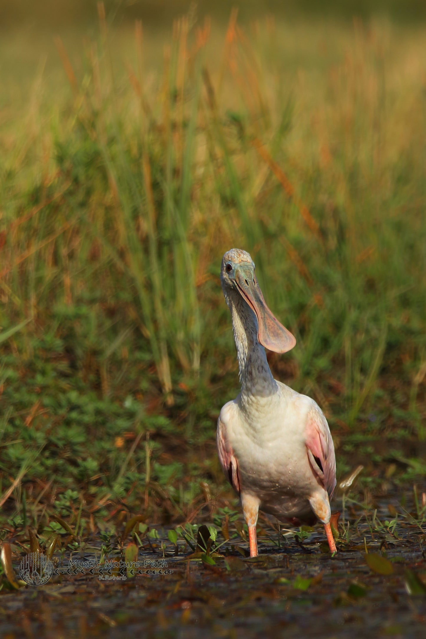 Roseate Spoonbill