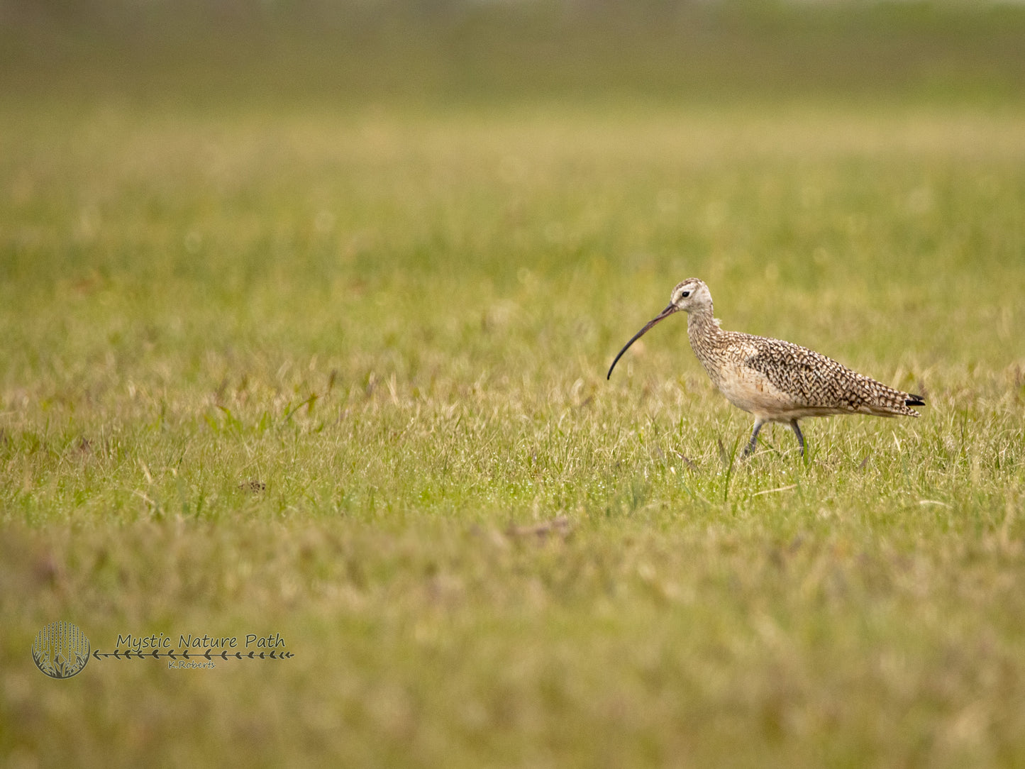 Long-Billed Curlew