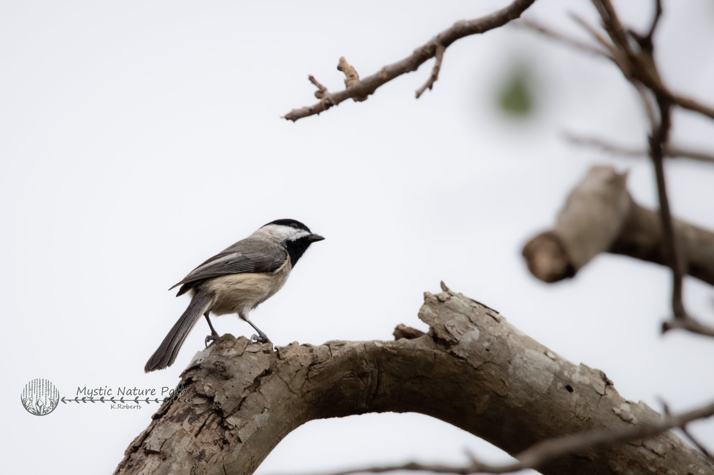 Chickadee