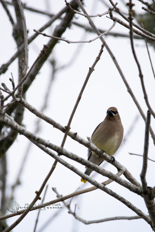 Cedar Waxwing