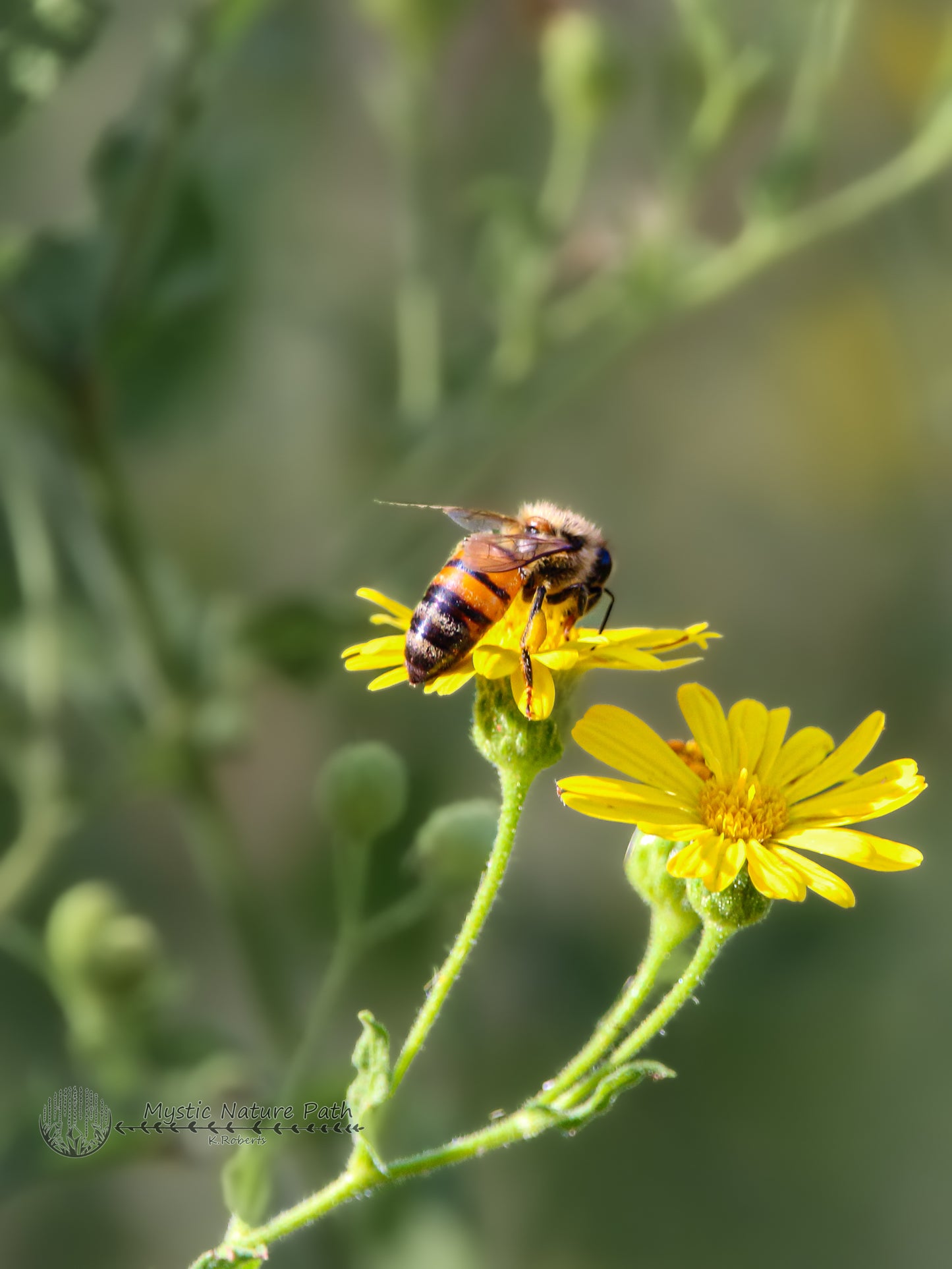 Western Honey Bee