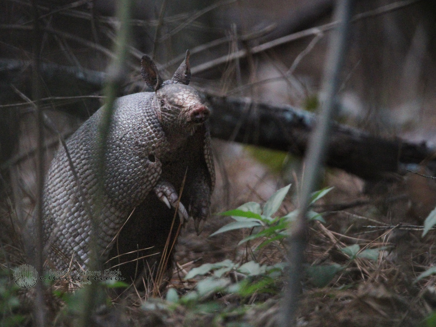 Nine-Banded Armadillo