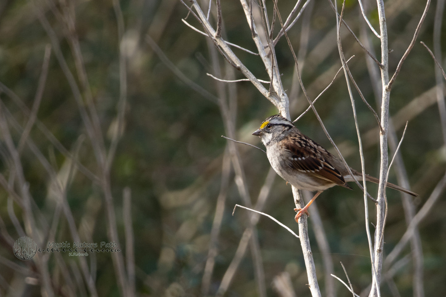 White-Throated Sparrow