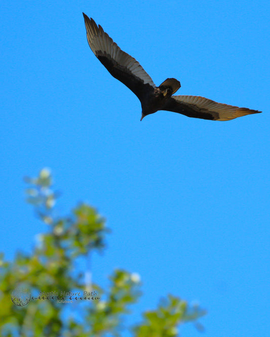 Turkey Vulture