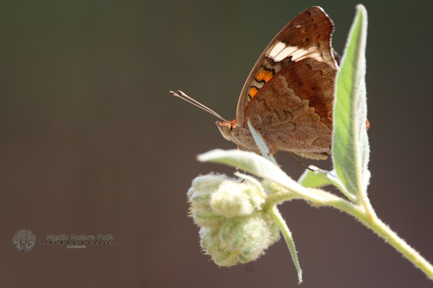 Common Buckeye