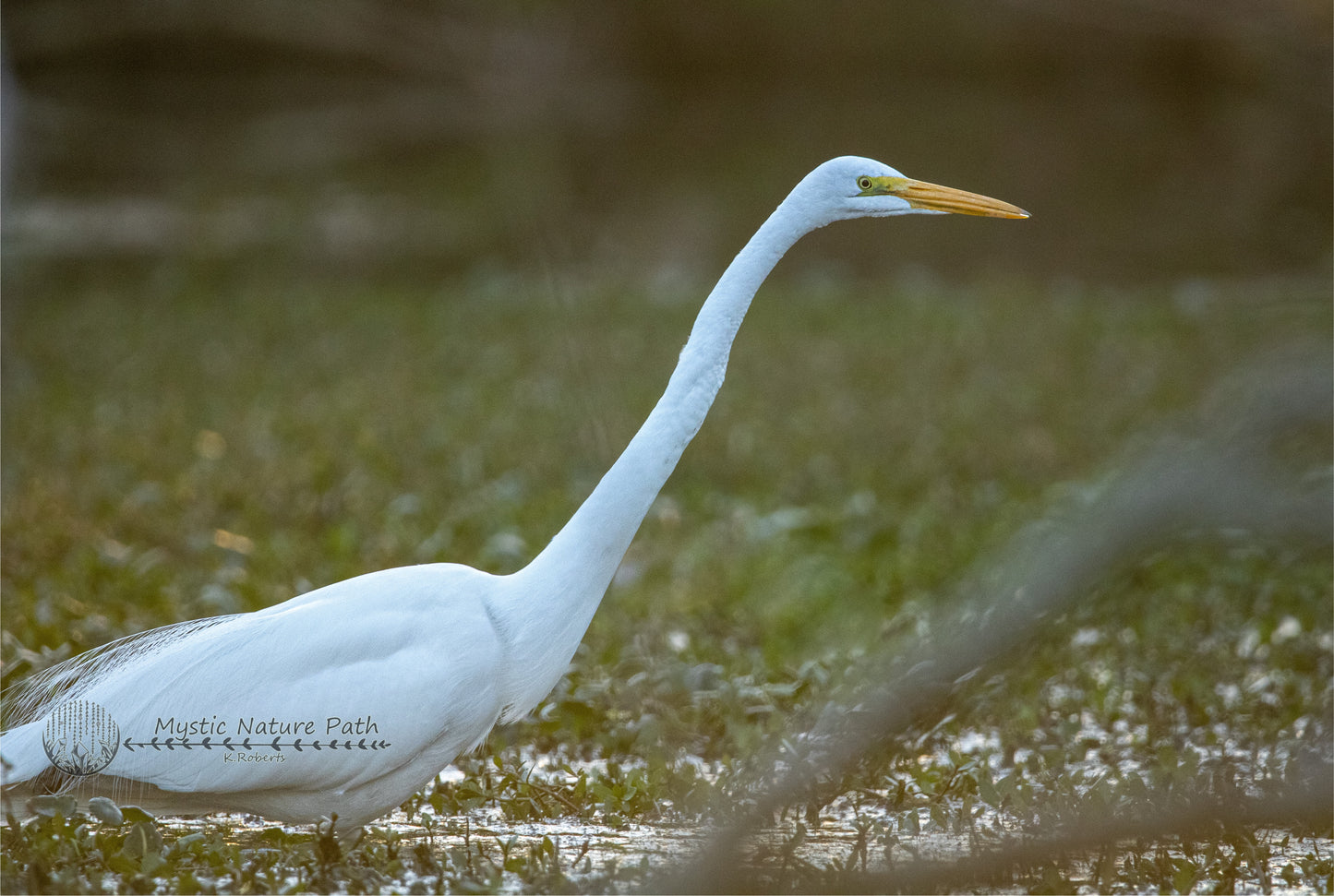 Great Egret