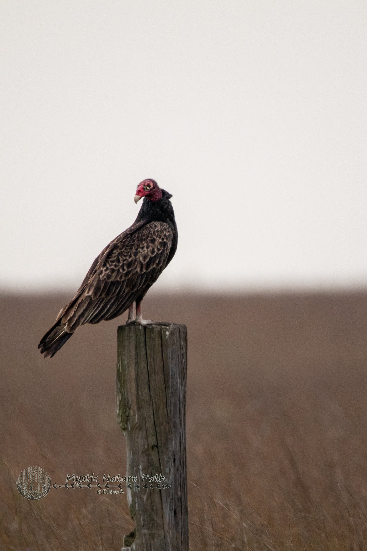 Turkey Vulture