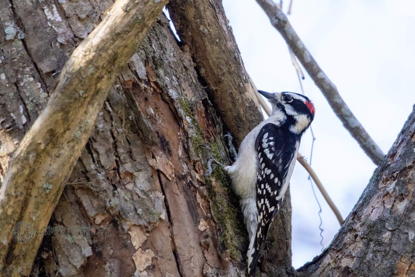 Downy Woodpecker