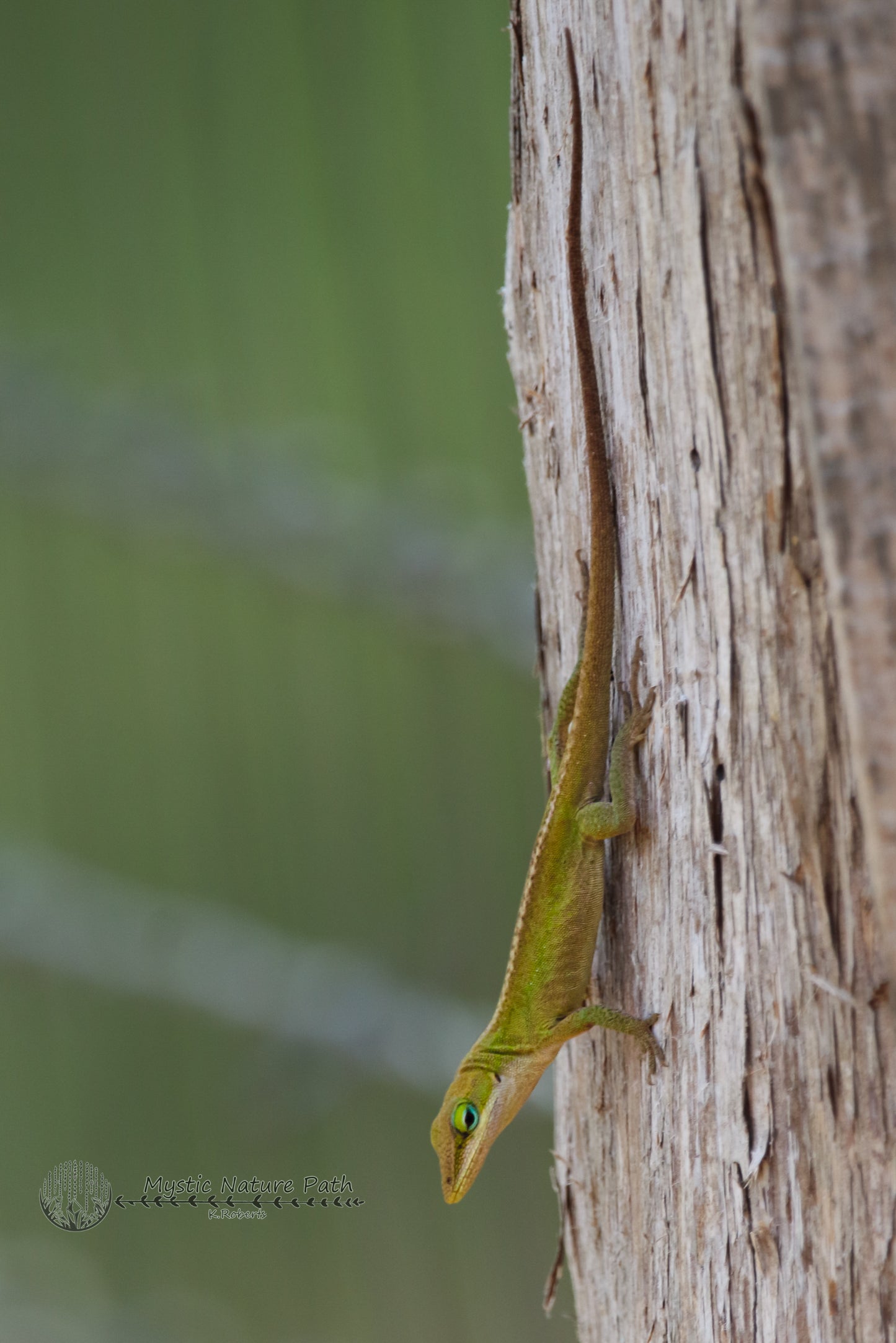 Green Anole