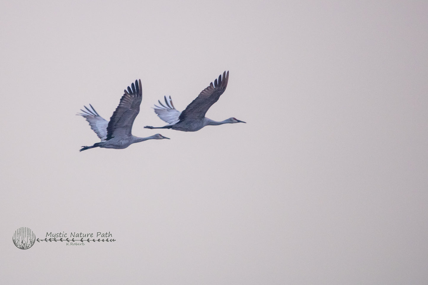 Sandhill Cranes