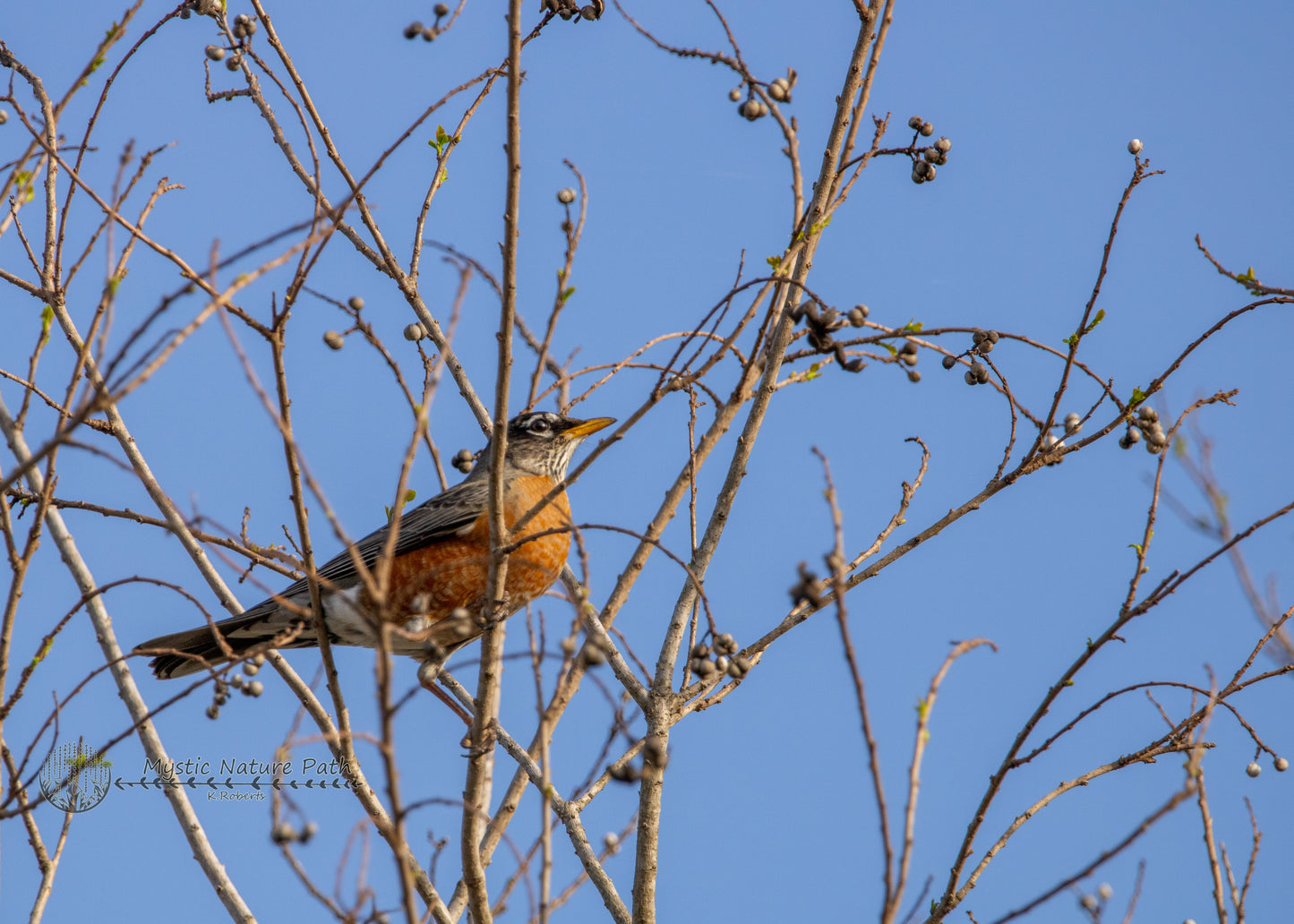 American Robin