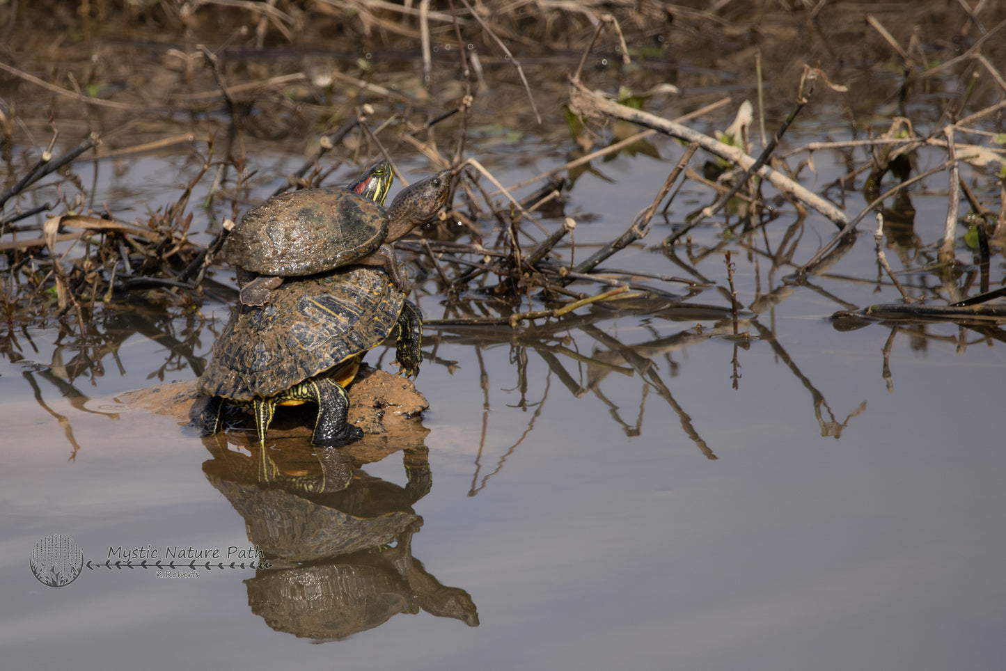 Turtle Stack