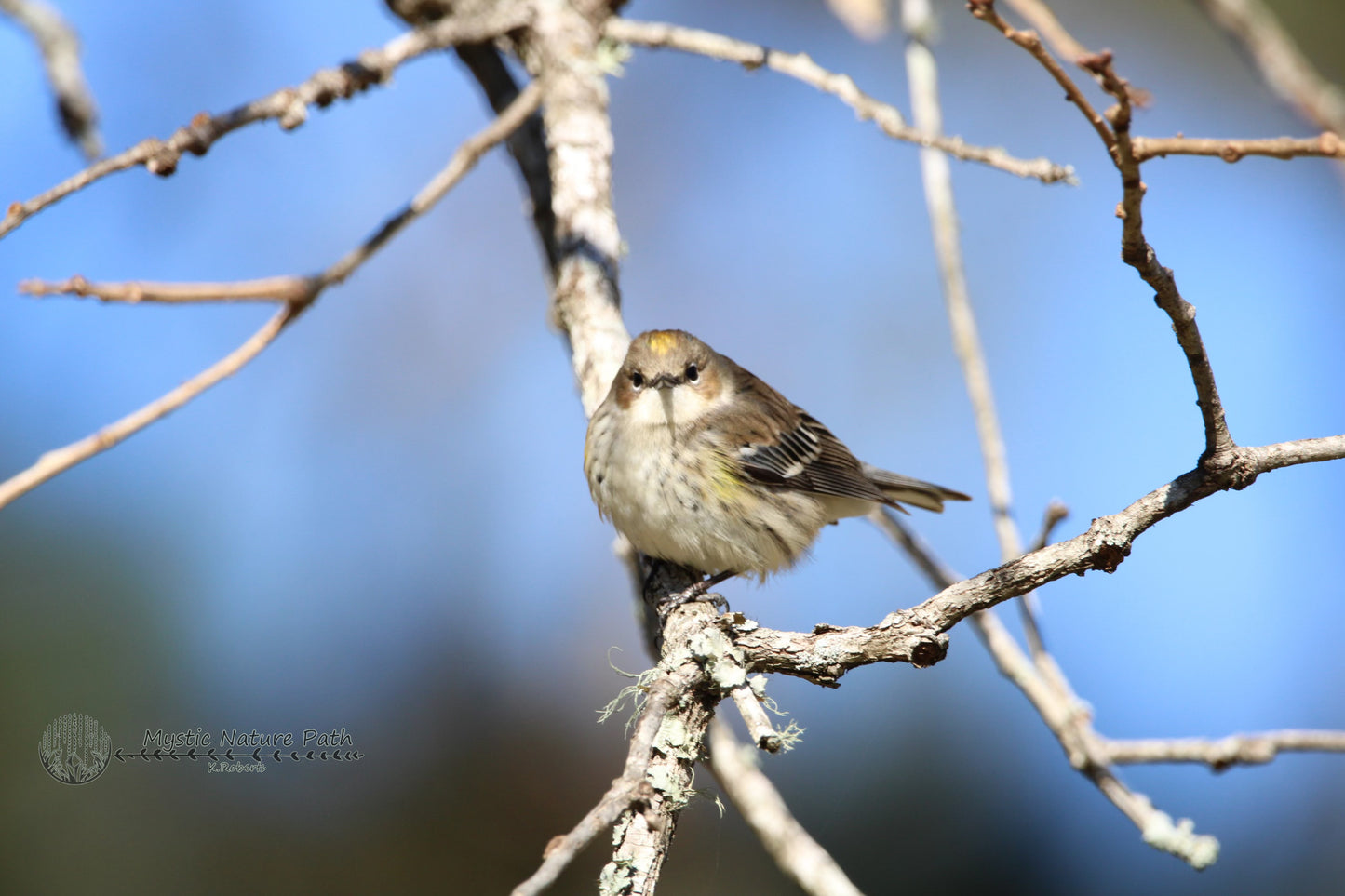 Yellow-Rumped Warbler