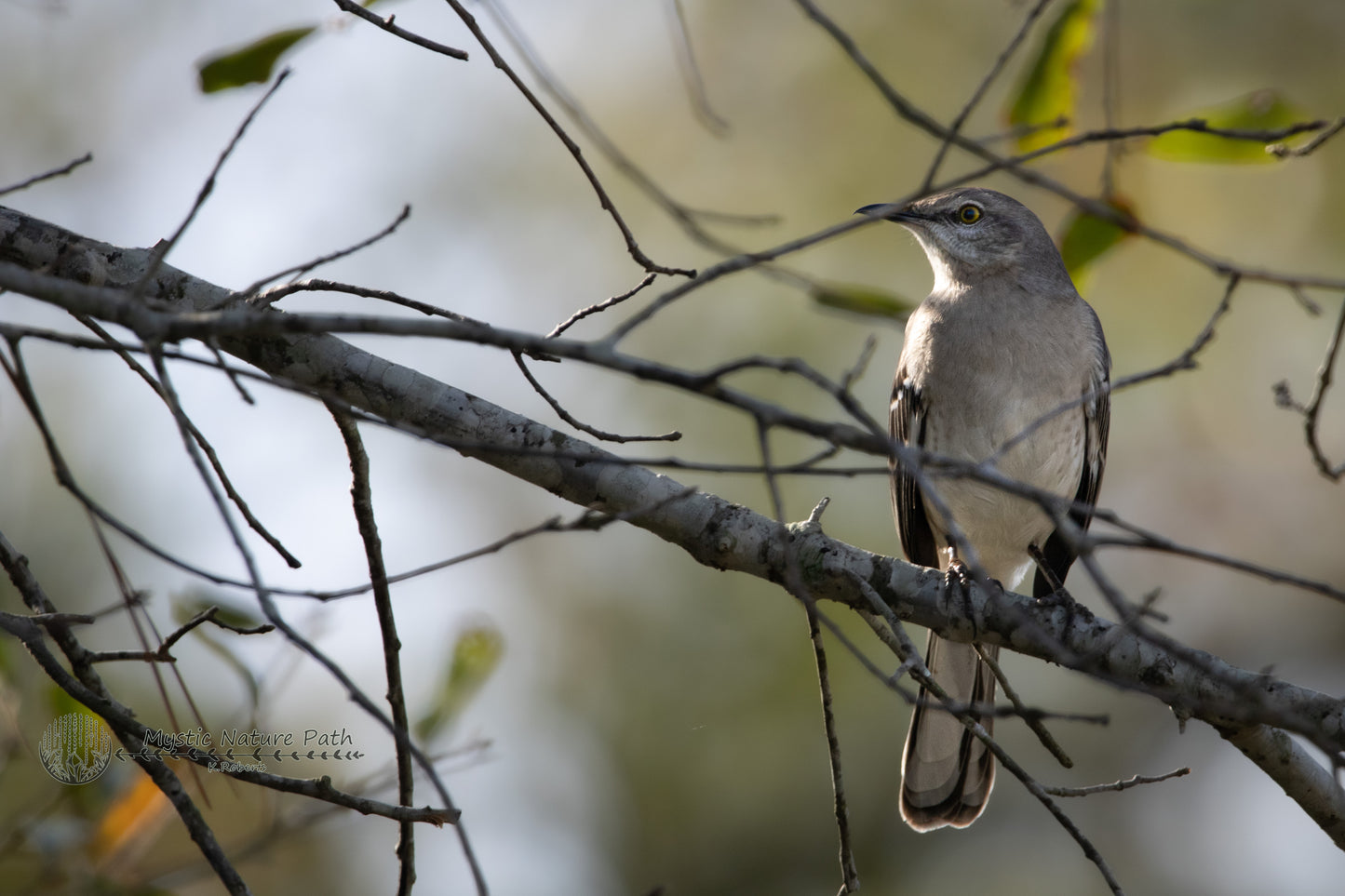 Northern Mockingbird