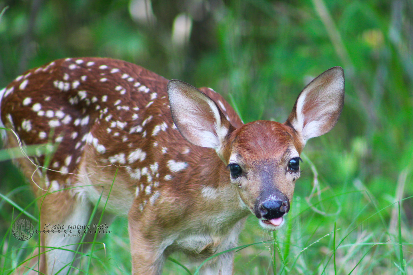 White-Tailed Deer