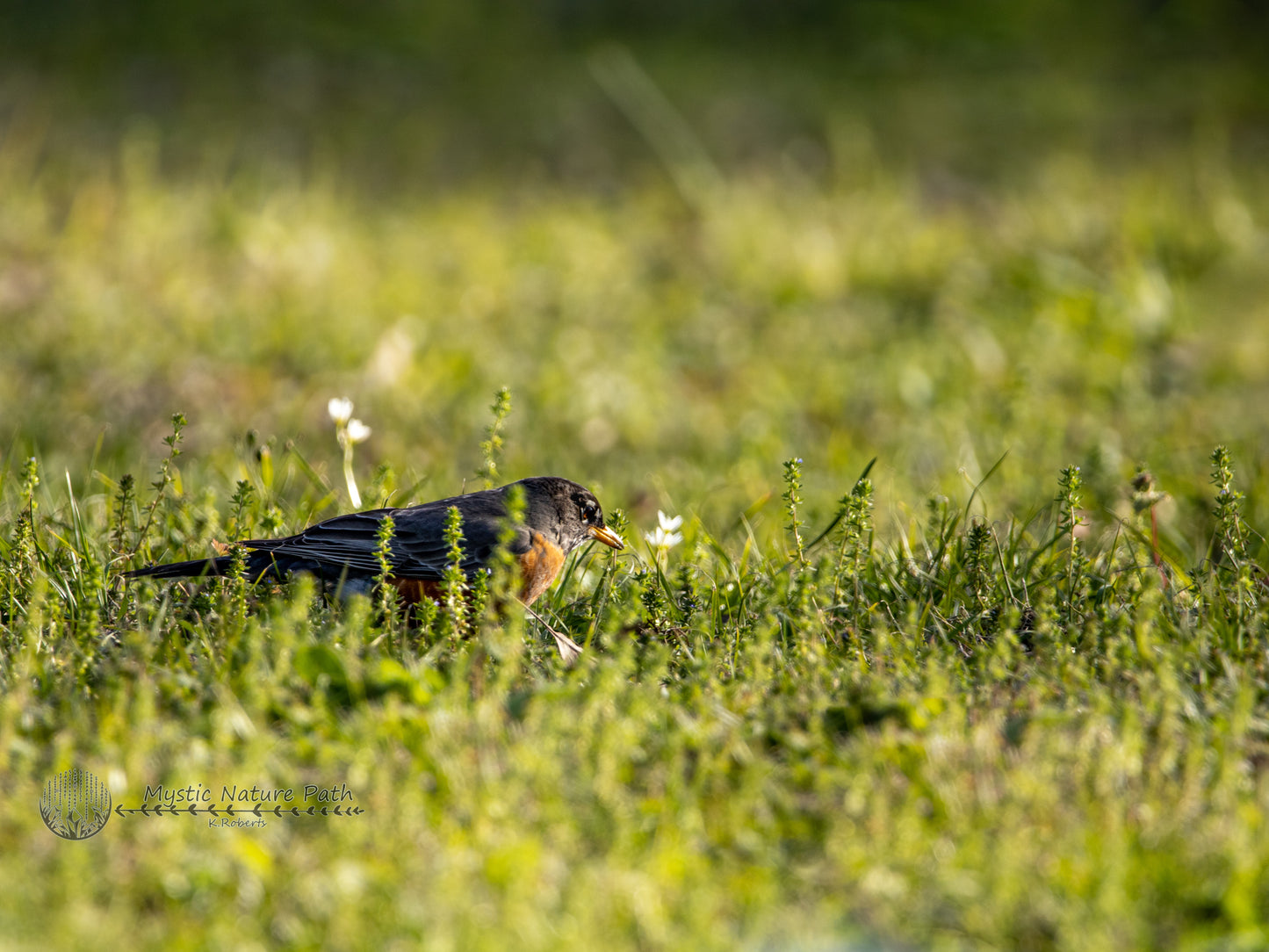 American Robin