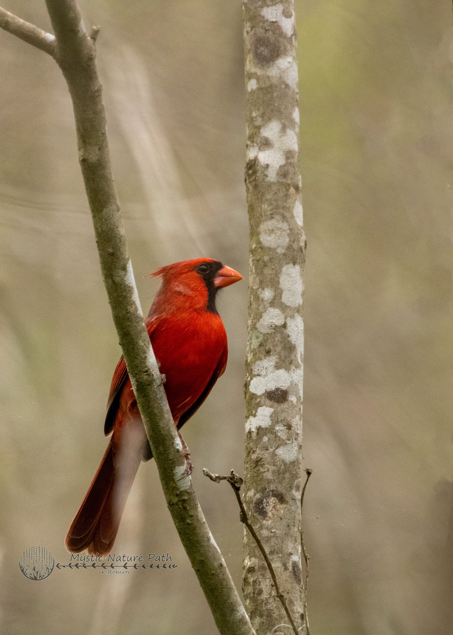 Northern Cardinal