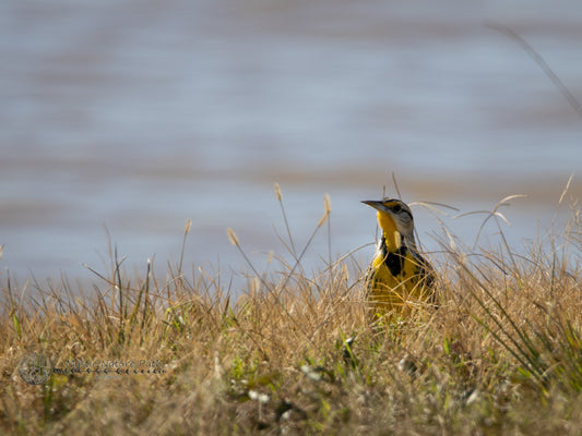 Eastern Meadowlark