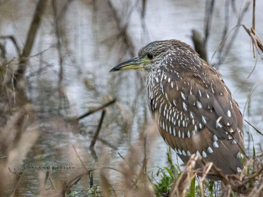 Black-Crowned Night Heron