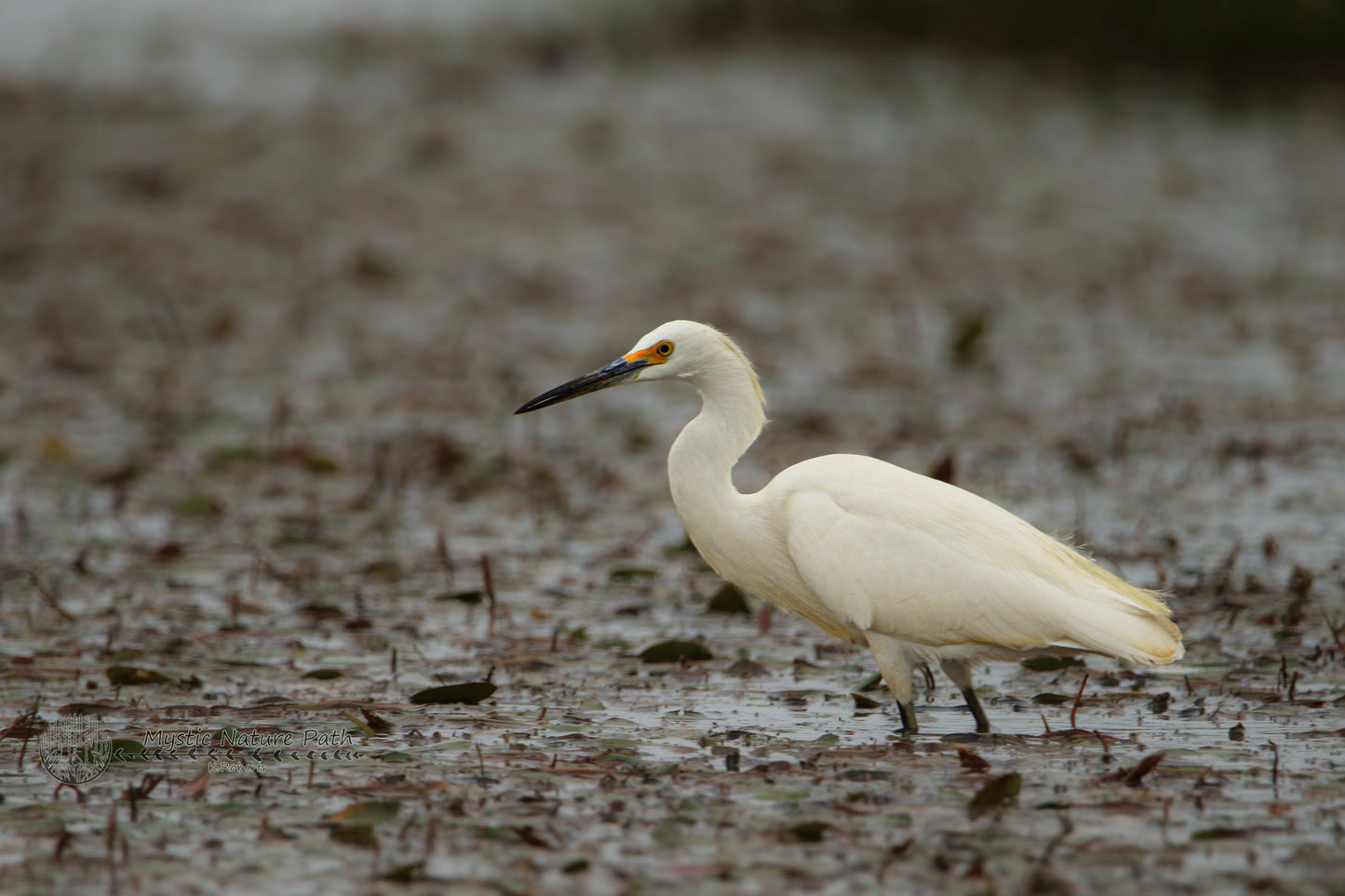 Snowy Egret