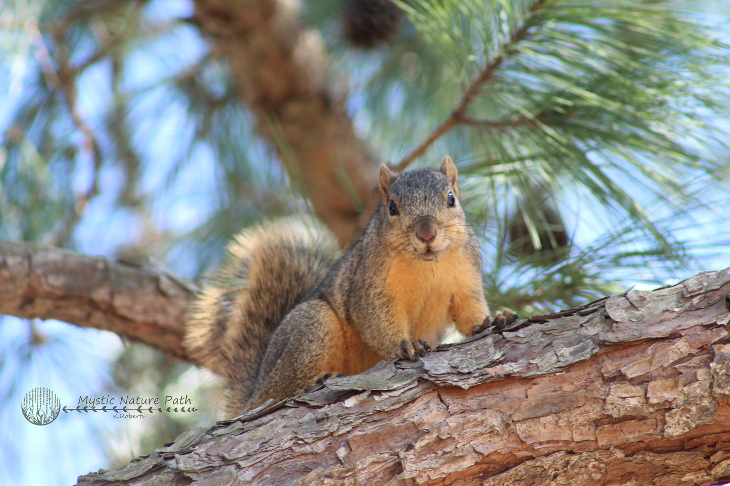 Fox Squirrel