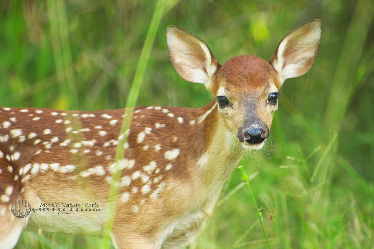 White-Tailed Deer