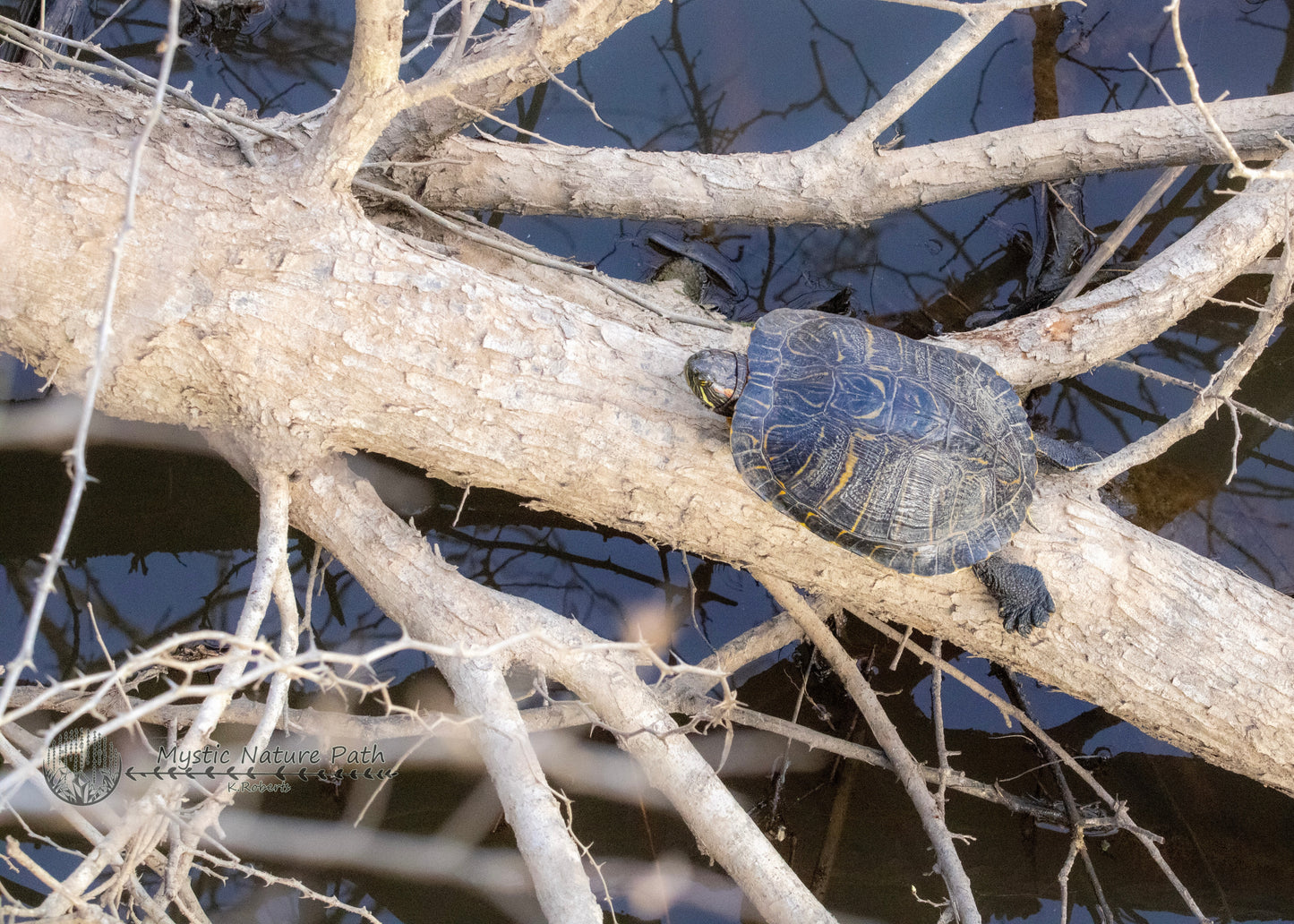 Red-Eared Slider