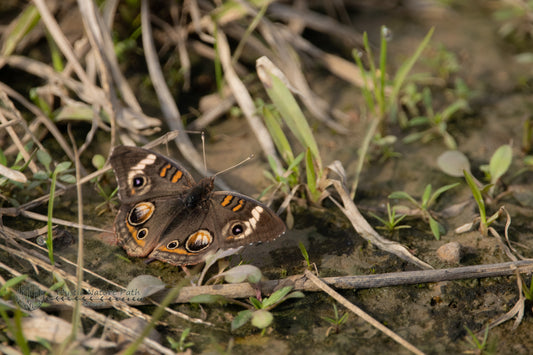 Common Buckeye