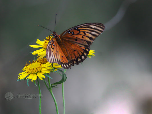 Gulf Fritillary