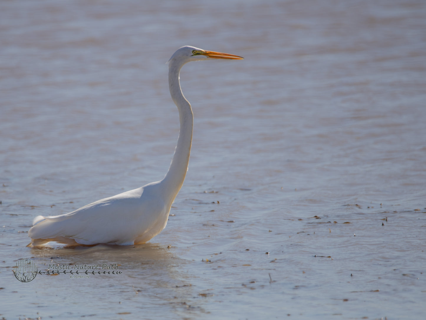 Great Egret