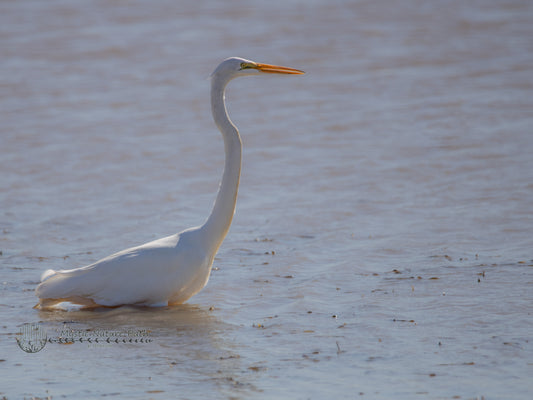 Great Egret